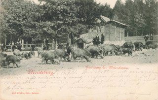 image of article no. P 14083