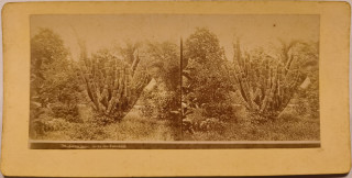 Abbildung von Artikel Nr. P 3000